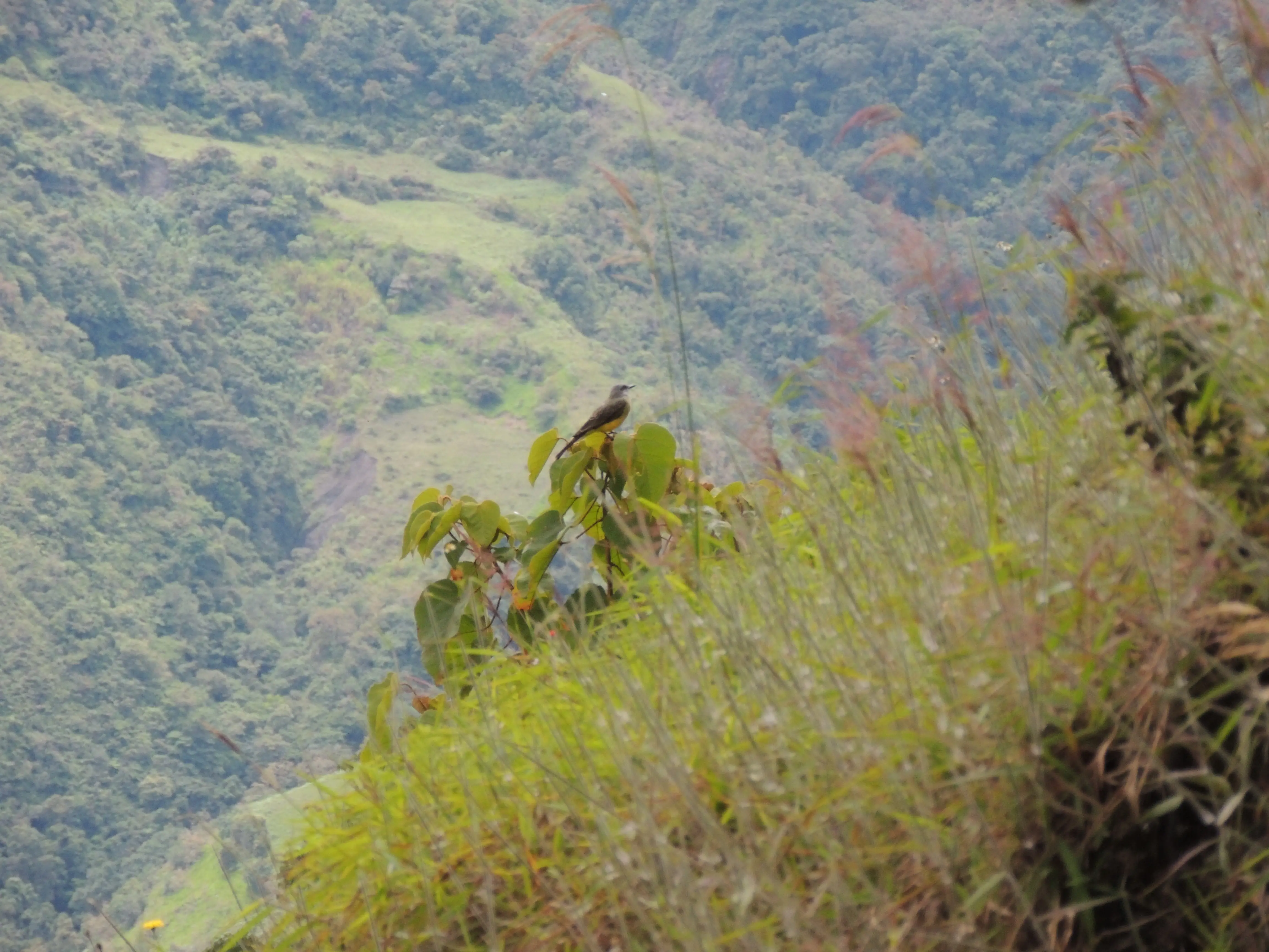 Avistamiento de Aves 2